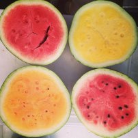 watermelon-sanglee